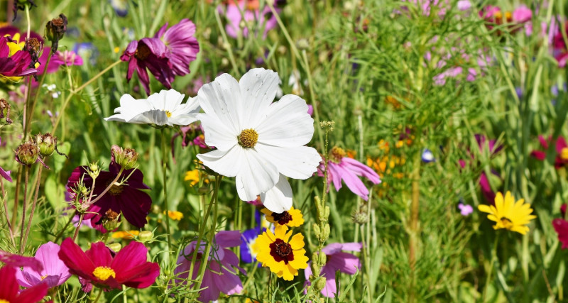 Biodiversitätsdach